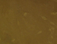 Active Bait Lotion (ABL) - COMPLETE