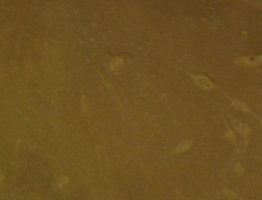 Active Bait Lotion (ABL) - COMPLETE