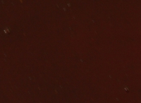 Active Bait Lotion (ABL) - BELACHAN