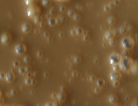 Active Bait Lotion (ABL) - LIVER