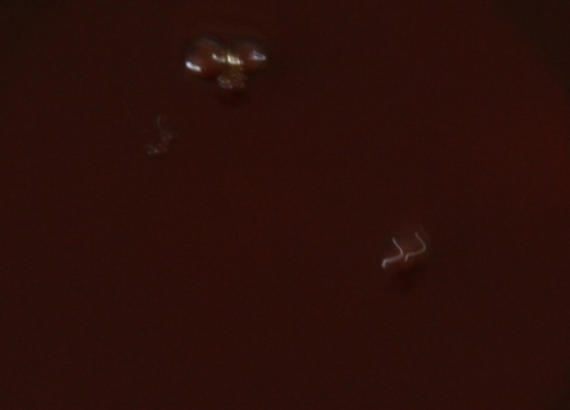 Active Bait Lotion (ABL) - MELASSE